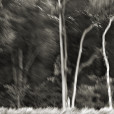 Abstract Trees 3