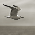 Block Island Gull
