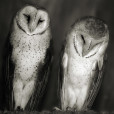 Listing Owls