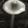 Fungi 14