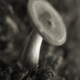Fungi 19