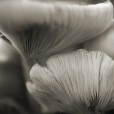 Fungi 20