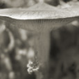 Fungi 30
