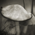 Fungi 36 / FP 21