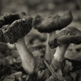 Fungi 9