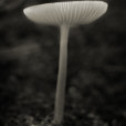 Fungi 4