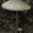 Fungi 8