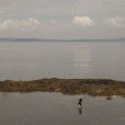 Searching For Starfish