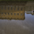 Sculling On The Arno