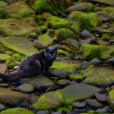 8. Shetland Cat