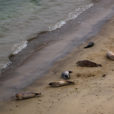 22. Shetland Seals